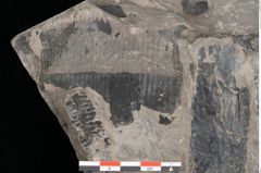 Foto (Detailansicht) von Equisetum arenaceum Jaeg. (NHMW-GEO-2024-0188-10536)